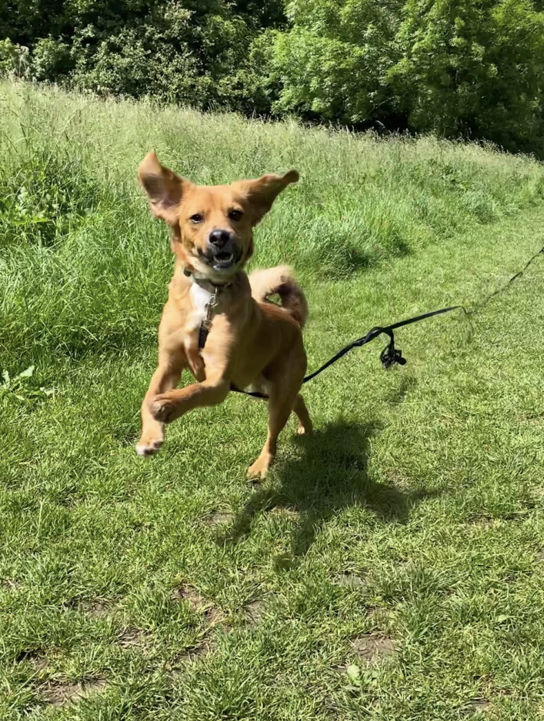 A photo of a small brown Dog running across some grass on a lead.