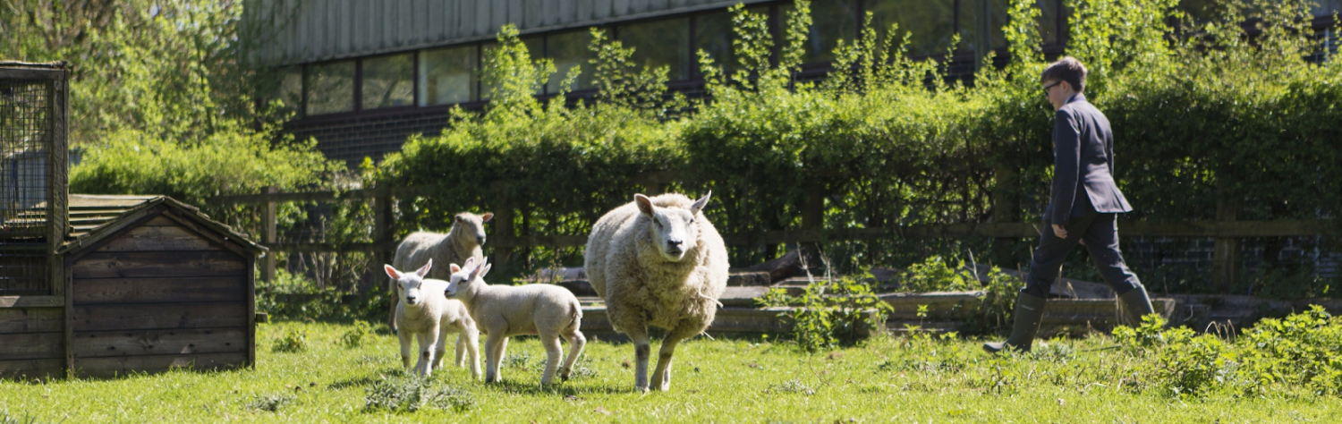 A photo of two Sheep and two Lambs standing together on a grass area and looking towards the camera.