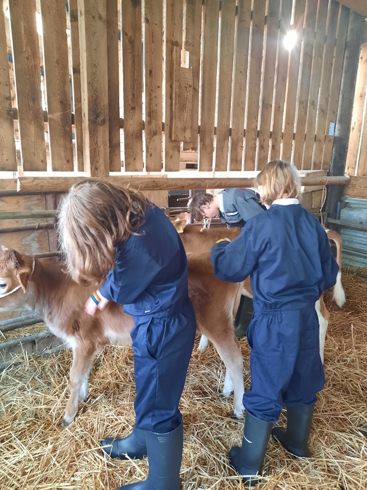 Two female students are shown tending to a pair of Calves in a farm barn, whilst wearing farming overalls and Wellington boots.