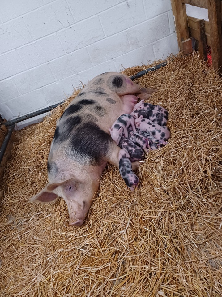A photo of an adult Pig laying down on some hay in a barn with a number of Piglets feeding from her.
