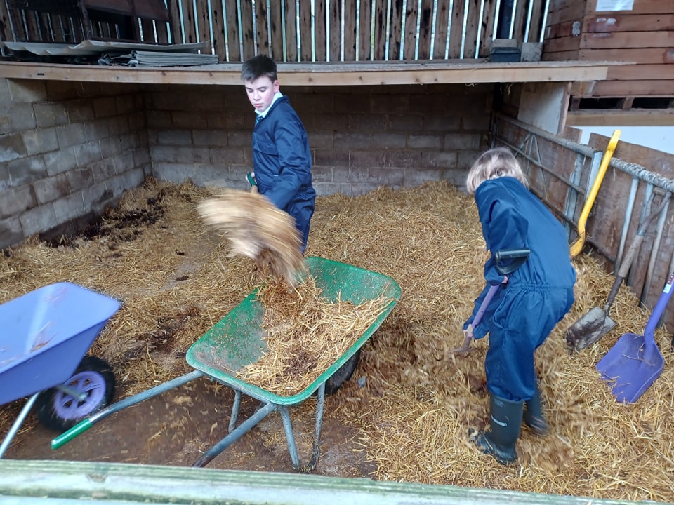Two Snowfields Academy students can be seen shovelling hay from the floor of a barn into a green wheelbarrow, using large spades.