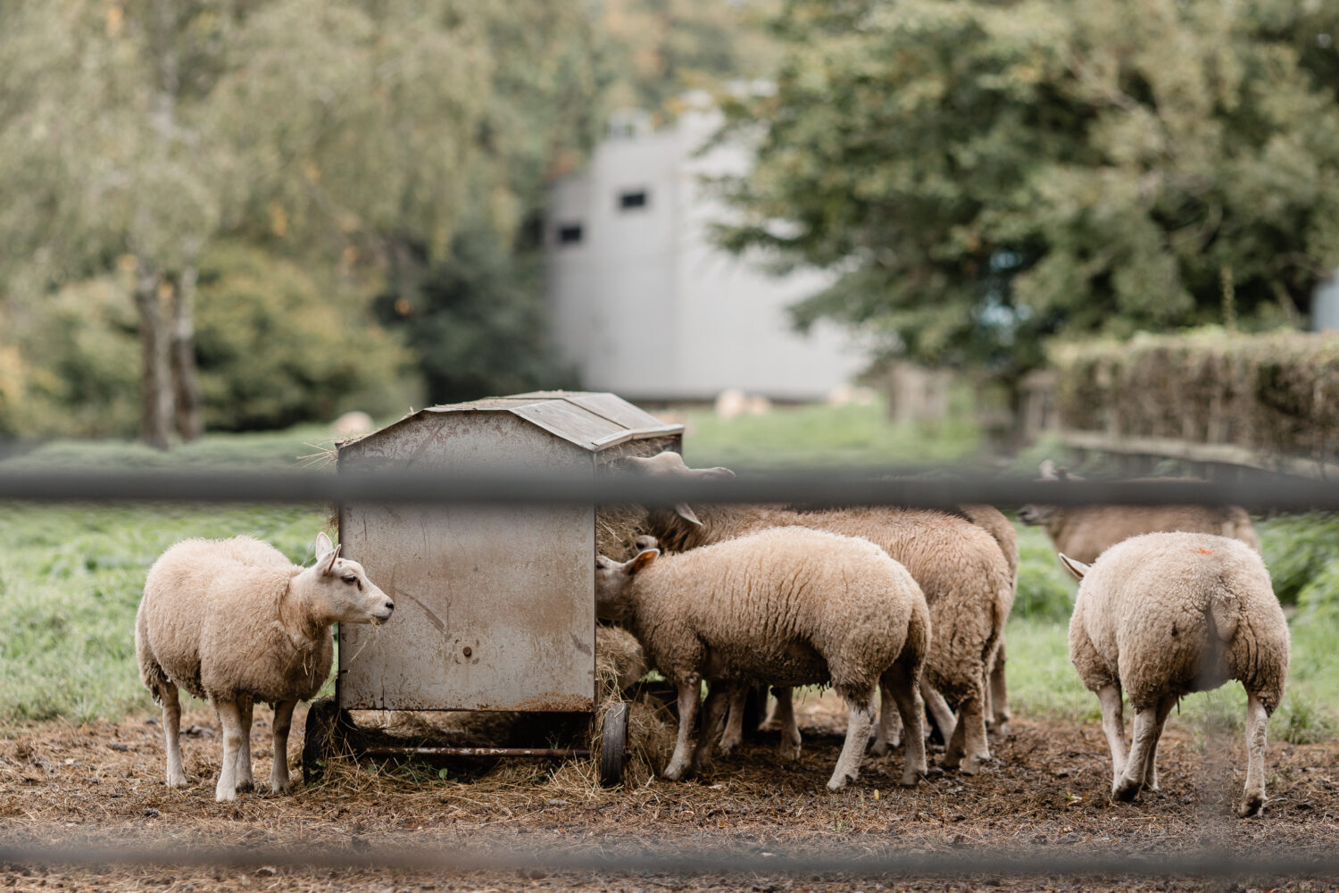 Sheep in a field eating food from a trough