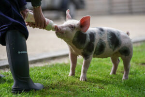 The picture shows someone feeding a young pig milk through a bottle